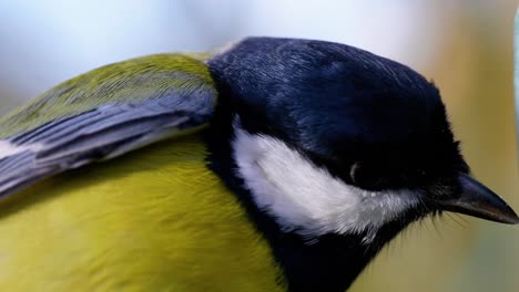 4k-Filmische-Zeitlupen-Makroaufnahme-Von-Vögeln,-Die-Zu-Einem-Vogelhäuschen-Fliegen-Und-Samen-Essen