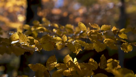 Filmische-Makro-Nahaufnahme-Manueller-Fokus-Eichenzweig-Und-Bunte-Gelbe-Und-Orangefarbene-Blätter-Im-Warmen-Herbstlicht-Mit-Blauem-Himmel-Und-Starker-Hintergrundunschärfe,-Die-Sich-In-Einer-Sanften-Windbrise-Bewegen
