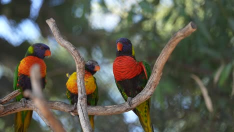 Three-rainbow-lorikeets-perched-on-a-branch-in-the-forest