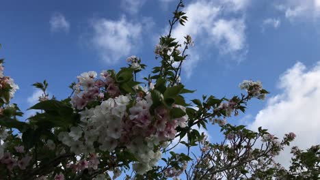 Ein-Strauß-Weißer-Und-Rosafarbener-Blumen,-Die-Sich-An-Einem-Hellen-Morgen-Unter-Blauem-Himmel-Sanft-Im-Wind-Wiegen