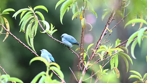 Blue-gray-Tanager--couple-perched-in-bush