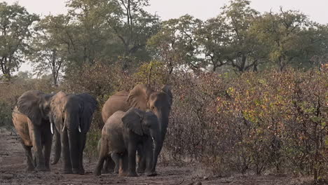 Manada-De-Elefantes-Africanos-En-Los-Bosques
