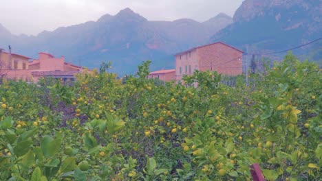 A-view-of-a-lemons-garden-at-Sant-Llorenç-showing-traditional-Mallorcan-village-offers-visitors-impressive-architecture-as-well-as-many-great-excursion-possibilities-and-cultural-attractions