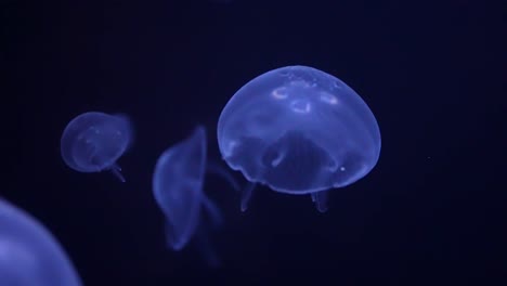 Blue-and-purple-jellyfish-propelling-themselves-in-the-black-seawater---isolated-close-up