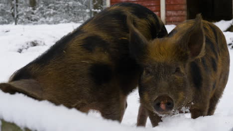 Two-pigs-looking-for-food-in-the-snow-with-one-of-them-oinking-at-the-camera