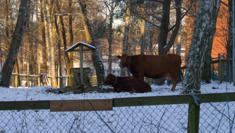 Granja-Comunitaria-Sostenible-Autosuficiente-Vacas-Rumiando-Junto-Al-Pesebre-Congelado