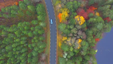 Top-down-tracking-shot-of-a-car-driving-in-a-pavement-road-through-an-autumnal-pine-forest-with-a-lake