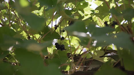 Vineyard-grapes-hidden-among-grape-vines-as-the-sun-shines-through-the-leaves
