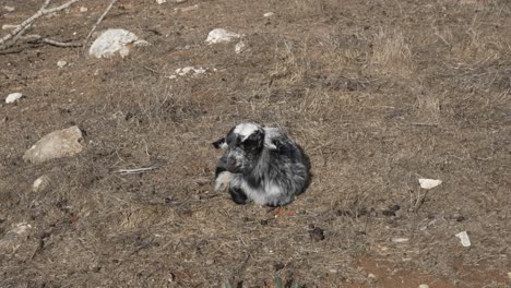 A-baby-goat-sitting-alone-in-the-dry-grass,-bleating-and-grooming-himself
