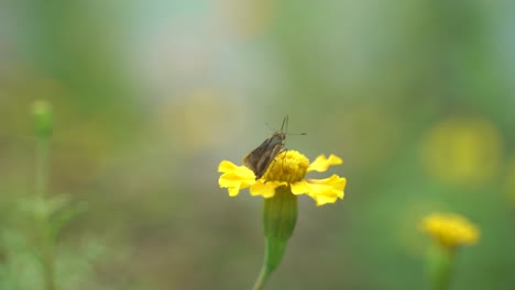 A-butterfly-is-perched-on-a-marigold