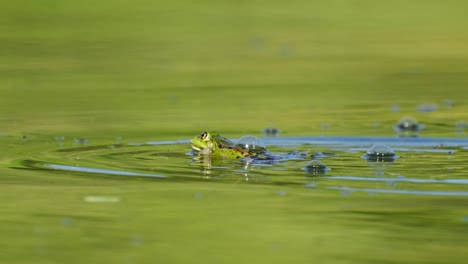 Grüner-Frosch-Schwimmt-über-Den-Teich-Mit-Blasen,-An-Denen-Fliegen-Vorbeigehen