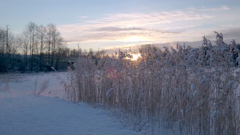 Verschneite-Landschaft-Mit-Schilf,-Das-Langsam-Im-Wind-Vor-Einem-Zugefrorenen-See-Während-Des-Sonnenuntergangs-Weht