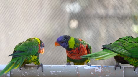 A-flock-of-rainbow-lorikeets-eat-from-a-backyard-feeder-in-Australia