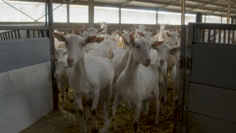 A-herd-of-goats,-looking-directly-into-the-camera,-waiting-to-get-milked
