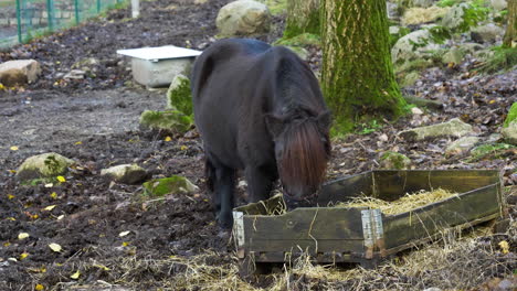 Black-baby-horse-pony-eating-hay-alone-from-a-basket-outdoors
