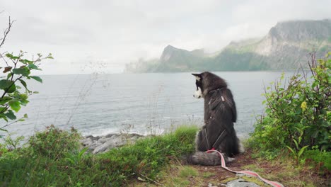 Un-Perro-Malamute-De-Alaska-Sentado-En-Una-Ladera-Cubierta-De-Hierba-Mirando-La-Isla-En-El-Horizonte-En-Segla,-Senja,-Noruega