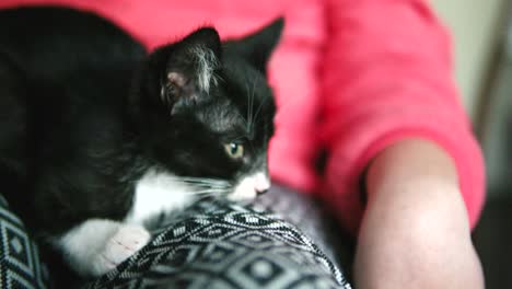 Nahaufnahme-Einer-Schwarzen-Katze,-Die-Auf-Einem-Schoß-Sitzt-Und-In-Den-Raum-Starrt