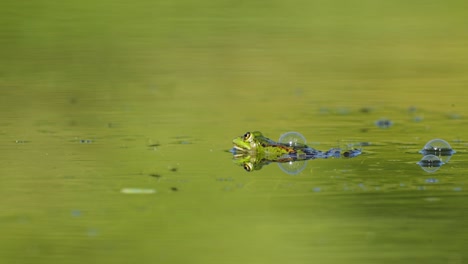 Grüner-Frosch-Im-Sumpf