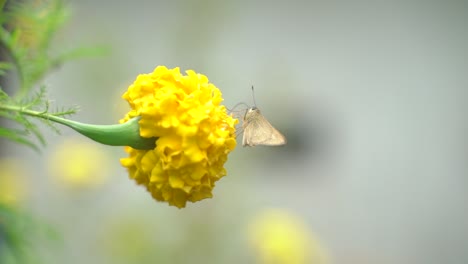 Ein-Schmetterling-Sitzt-Auf-Einer-Ringelblume