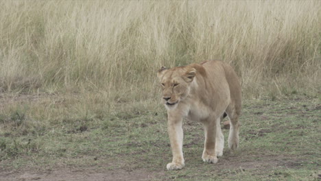 Beautiful-lioness-walking-toward-the-camera,-Masai-Mara,-Kenya,-Africa