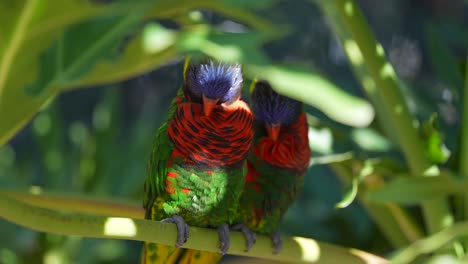 Regenbogen-Lorikeet-Lieben-Vögel-Und-Kumpels,-Die-Auf-Einem-Ast-Sitzen-Und-Sich-Putzen-Und-Putzen