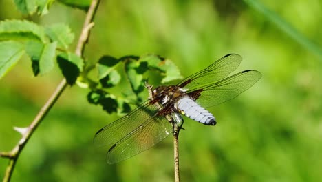 Libellula-Depressa-Dragonfly-Perched-With-Transparent-Wings-Stretched-Out-With-Green-Bokeh-Background