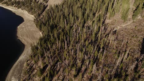 Flying-Over-Coniferous-Lakeside-Pine-Tree-Mountain-Hillside-Slope-In-Sapphire-Point,-Colorado