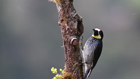 Acorn-Woodpecker--on-a-tree