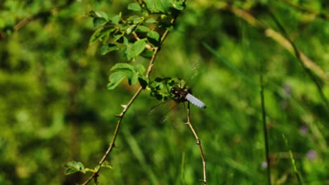 Libellula-depressa-or-broad-bodied-chaser-male-perched-on-branch-and-flying-away
