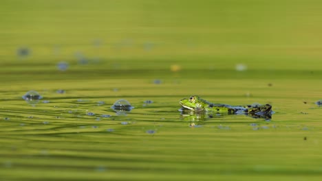 Grüner-Frosch,-Der-In-Einem-Reflektierenden-Teich-Schwimmt,-Mit-Blasen,-An-Denen-Fliegen-Vorbeigehen