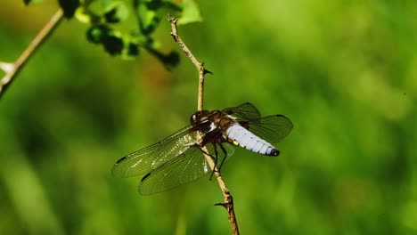 wild-dragonfly-perched-on-the-twig-of-the-plant