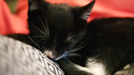 Close-up-of-black-young-cat-sleeping-on-the-owners-lap