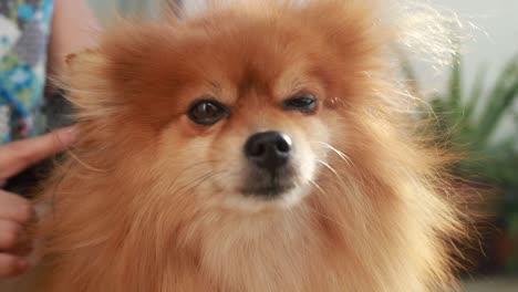 Fluffy-Pomerania-Dog-Brush-Groomed,-Face,-Look,-Blink,-Content-CLOSEUP