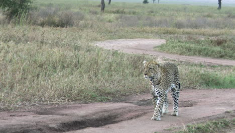 Leopard-Großes-Männchen,-Zu-Fuß-Auf-Der-Straße-Auf-Der-Suche-Nach-Beute,-Serengeti,-Tansania