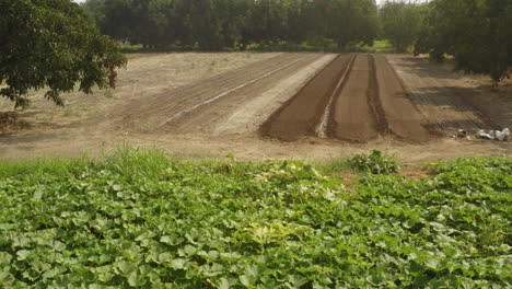 Real-farmer-driving-a-tractor-in-a-farming-fiel-during-seeding-season,-profile-shot