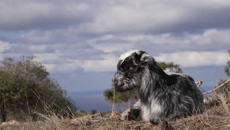 Baby-goat-on-a-hill,-low-angle-close-up-with-copyspace