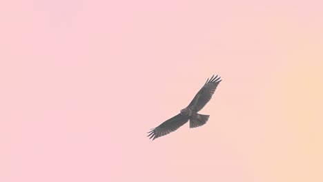 Red-Kite-Bird-Of-Prey-Flying-Against-Peach-Sunset-Skies