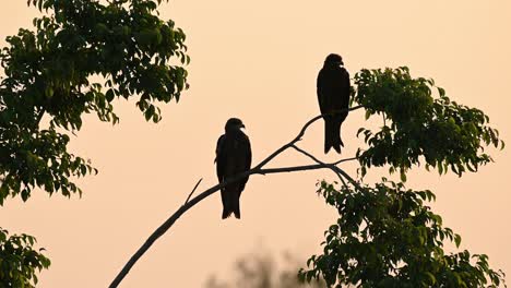 Black-eared-Kites,-Milvus-lineatus