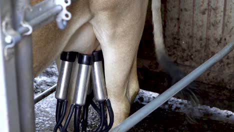 Milking-machine-attached-to-udder-of-tan-cow,-dairy-farm-equipment