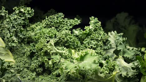 Fresh,-organic-kale-or-wild-cabbage-in-a-big-leafy-pile---isolated-close-up