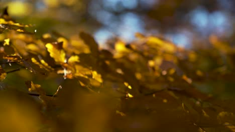 Macro-close-up-manual-focus-oak-tree-branch-and-colorful-yellow-and-orange-leafs-in-warm-autumn-fall-light-with-blue-sky-and-strong-background-blur,-moving-in-a-soft-wind-breeze