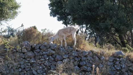 Goat-Grazing-On-Rocky-Rural-Landscape---wide-shot