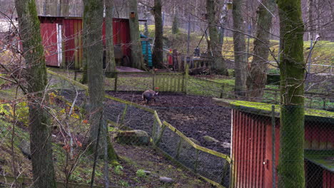 Skandinavisches-Schwein,-Das-In-Einem-Eingezäunten-Sumpf-In-Einer-Nachhaltigen-Gemeinschaftsfarm---Schweden---Watet