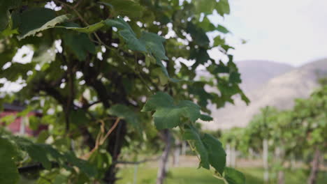 Kultivierte-Weinreben-In-Einem-Weinberg
