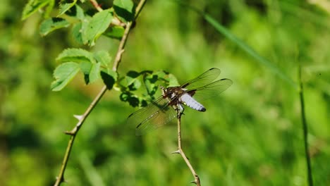 Nahaufnahme-Breitkörper-Chaser-Libelle,-Die-Auf-Einer-Pflanze-Thront