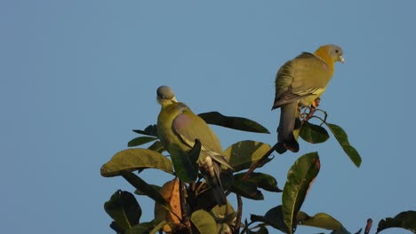 Pin-tailed-Green-Pigeon-or-relaxing-