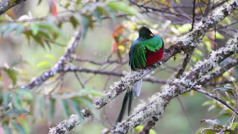 Resplandeciente-Vista-Frontal-Macho-Quetzal-Posado-En-Una-Rama,-San-Gerardo-Costa-Rica