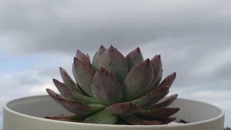 Strange-but-beautiful-cloud-time-lapse-background-with-a-thorny-succulent-plant-in-the-foreground-before-a-thunderstorm