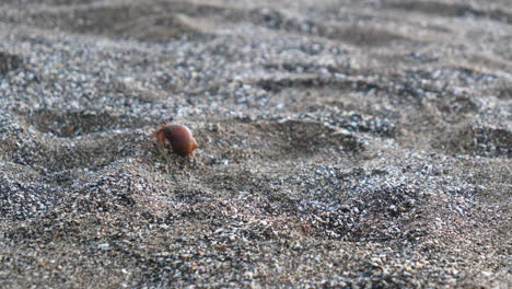 Close-up-of-hermit-crab-crawling-across-the-sand-beach-to-find-food