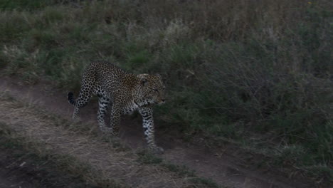 Leopard-big-male,-walking-on-the-road-in-early-morning-light,-Serengeti,-Tanzania